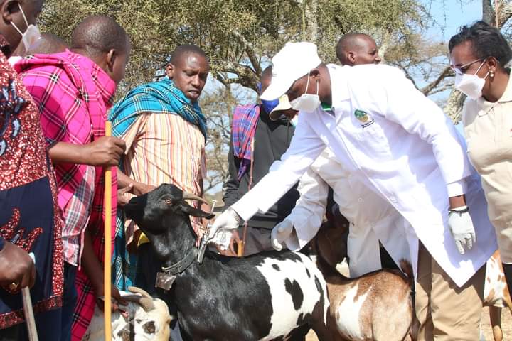 vaccination of a livestock